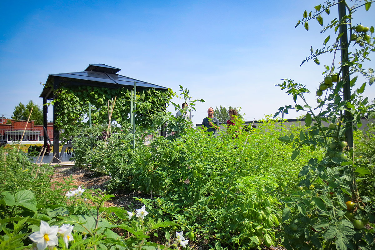 La Ville de Québec entend favoriser la pratique de l’agriculture urbaine sur son territoire. Photo : Courtoisie / Hydrotech