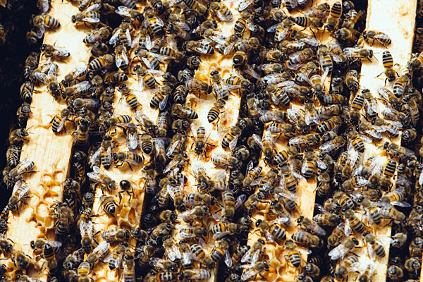 Des ruches sur le toit d’un bâtiment de la Ville de Québec