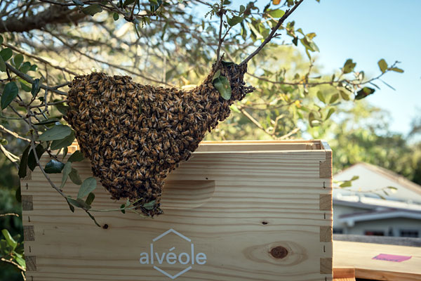 Des ruches au siège social d’Agropur - Photo : Alvéole