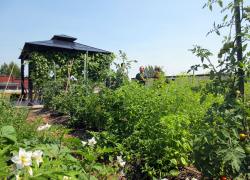 L’agriculture urbaine est pratiquée sur le toit vert du bâtiment du Regroupement de Lachine. Photo : Hydrotech