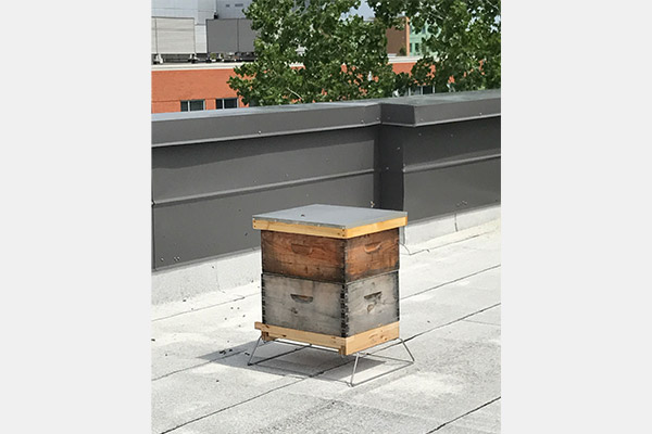 L’apiculture urbaine s’invite au Technoparc