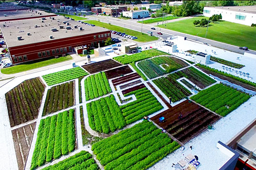 L’IGA extra de la Famille Duchemin, à Saint-Laurent, vend des légumes biologiques poussant sur son toit. Photo : La Ligne verte/IGA Duchemin