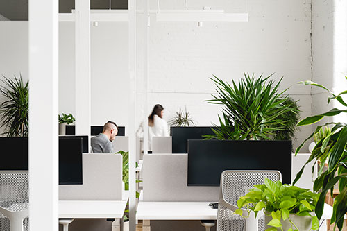 Les bureaux de Sodexo, au complexe Dompark, s'inspirent de la biophilie. Crédit : Raphaël Thibodeau