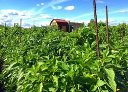 Montréal soutient l’essor de l’agriculture urbaine sur son territoire. Photo : AU/LAB