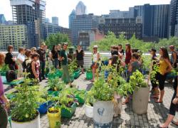6e édition de l'École d'été sur l'agriculture urbaine de l’UQÀM