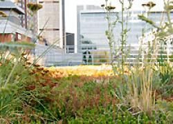 Projet  Culti-Vert -	Photo : Palais des congrès de Montréal  