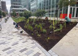 L’ÉTS favorise la biodiversité urbaine. Crédit : ÉTS