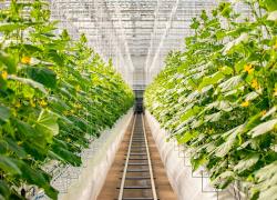 Les Fermes Lufa ont récemment inauguré une serre sur toits  au Marché Central de Montréal.  Photo : Les fermes Lufa