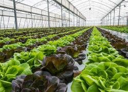Vegpro établira un complexe de serres carboneutre en Montérégie.