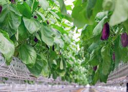 La serre des Fermes Lufa à Saint-Laurent a atteint sa pleine capacité de production de tomates et d’aubergines le 11 août dernier. Photo : Les Fermes Lufa