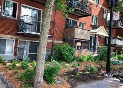 Verdissement coopératif dans l’Est de Montréal