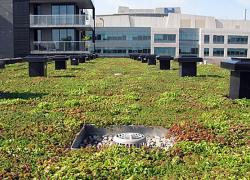 Optimiser le verdissement du cadre bâti montréalais - Photo : Hydrotech