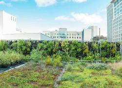 Photo : Le toit du Palais possède le tout premier vignoble nordique sur toit, installé en 2017 par l’entreprise incubée Vignes en ville. Crédit : Palais des congrès.