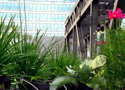 Toit vert du Palais des congrès de Montréal